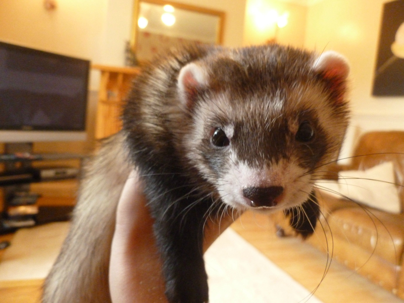 Illustration for article titled Someone Is Stealing Ferrets!